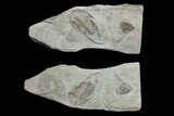 Lower Cambrian Trilobite (Neltneria) With Pos/Neg - Issafen #171556-3